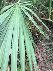 Serenoa repens