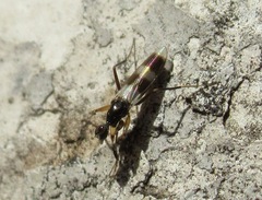 Tachydromia arrogans