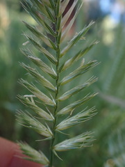 Agropyron