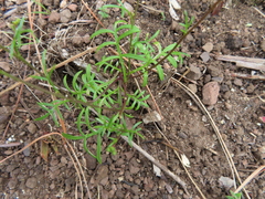 Heliophila diffusa flacca