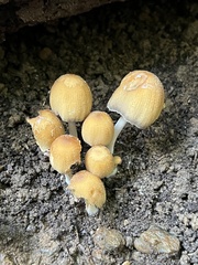 Micacei