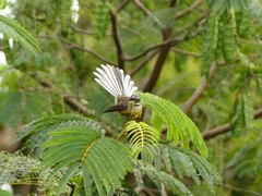 Rhipidura fuliginosa placabilis