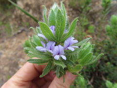 Psoralea obliqua