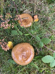 Paxillus involutus