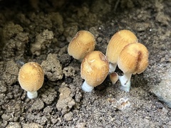 Micacei