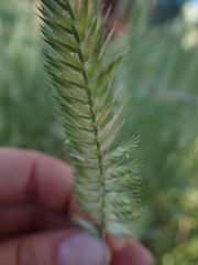 Agropyron