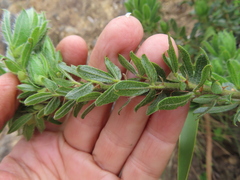 Psoralea obliqua