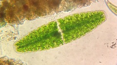 Netrium digitus