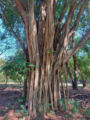 Ficus sycomorus