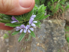 Psoralea obliqua