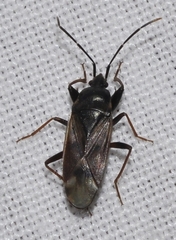 Eremocoris fenestratus