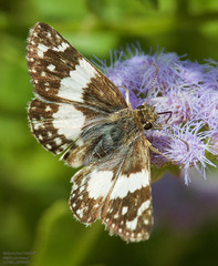 Heliopetes domicella