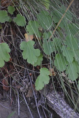 Heuchera cylindrica