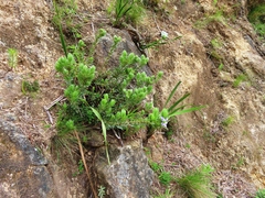 Psoralea obliqua