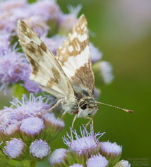 Heliopetes domicella