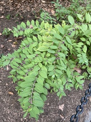Callicarpa dichotoma