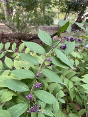 Callicarpa dichotoma