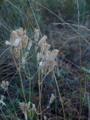 Silene douglasii