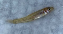 Notropis sabinae