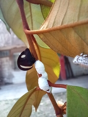 Membracis
