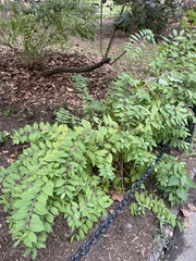 Callicarpa dichotoma