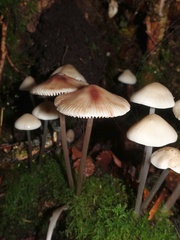 Mycena vitilis