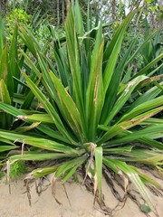Pandanus