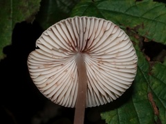 Mycena vitilis