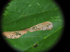 Phyllonorycter issikii