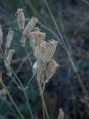 Silene douglasii