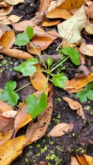 Ranunculus recurvatus