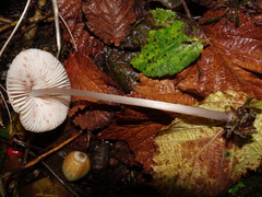 Mycena vitilis