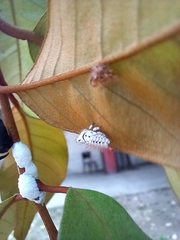 Membracis