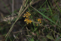 Gaudichaudia cynanchoides