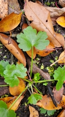 Ranunculus recurvatus