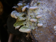 Trichaptum subchartaceum