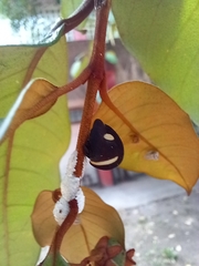 Membracis