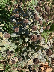 Pycnanthemum muticum