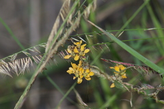 Gaudichaudia cynanchoides