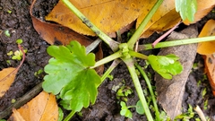 Ranunculus recurvatus