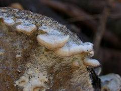 Trichaptum subchartaceum