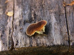 Trichaptum subchartaceum