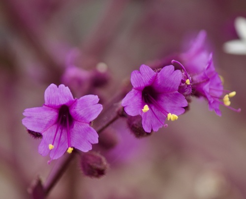 Mirabilis elegans (Mirabilis elegans)