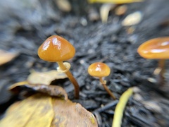 Conocybe filaris