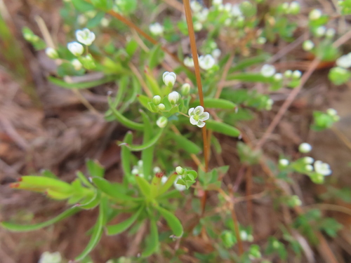 Common Muggiegrass (Adenogramma lichtensteiniana)