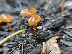 Conocybe filaris