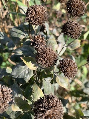 Pycnanthemum muticum