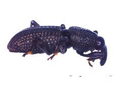 Mitoplinthus caliginosus