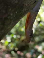 Anolis osa