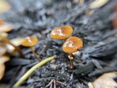 Conocybe filaris